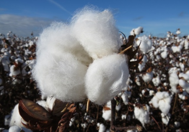 Brasil: produção de algodão deve avançar até 19% em 2022